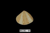 藏品(花蛤)的圖片